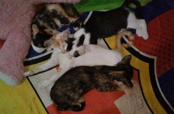 Luksi dan Lexy Empuss Kesayangan yang Jago Mijat 