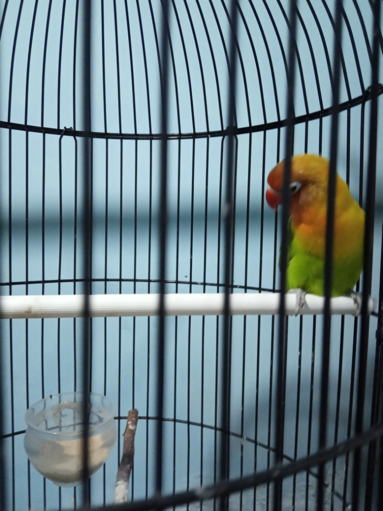 Mengusir Kejenuhan Bersama Hewan Peliharaan! Ane Berkicau Bareng Lovebird Saja, Gan