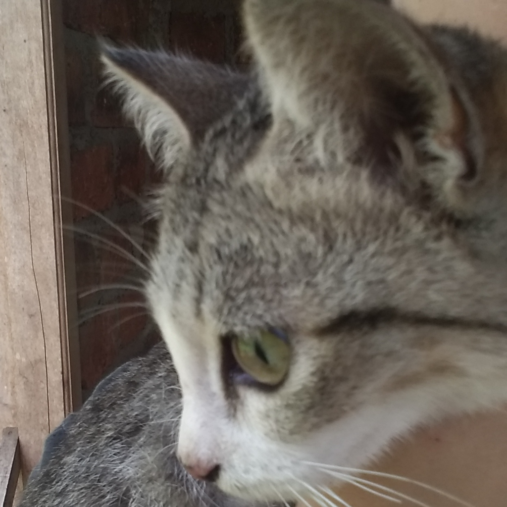 Cara Mengurus Kucing Liar Yang Masih Kecil, Jangan Anggap Ribet!
