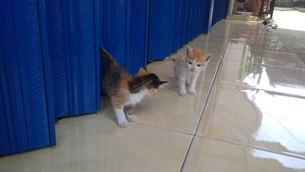Cara Mengurus Kucing Liar Yang Masih Kecil, Jangan Anggap Ribet!