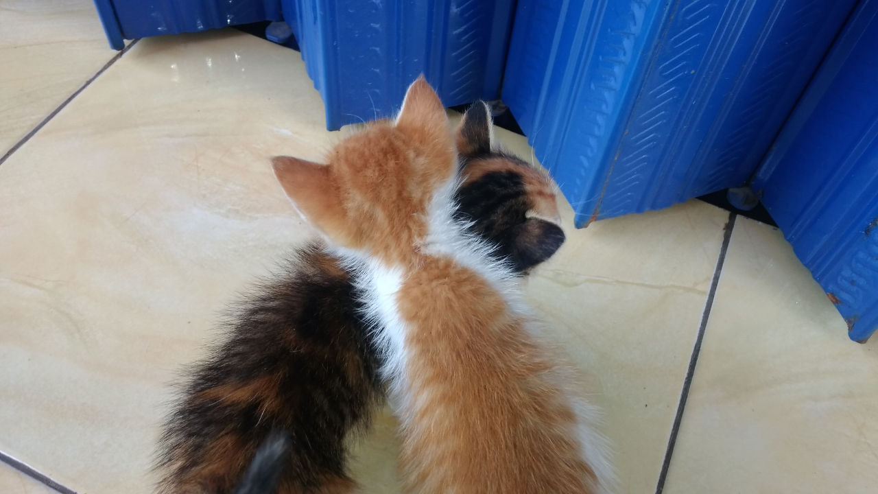 Cara Mengurus Kucing Liar Yang Masih Kecil, Jangan Anggap Ribet!