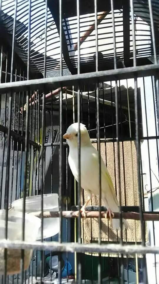 Si Merdu Yang Cantik Tapi Bikin Rindu
