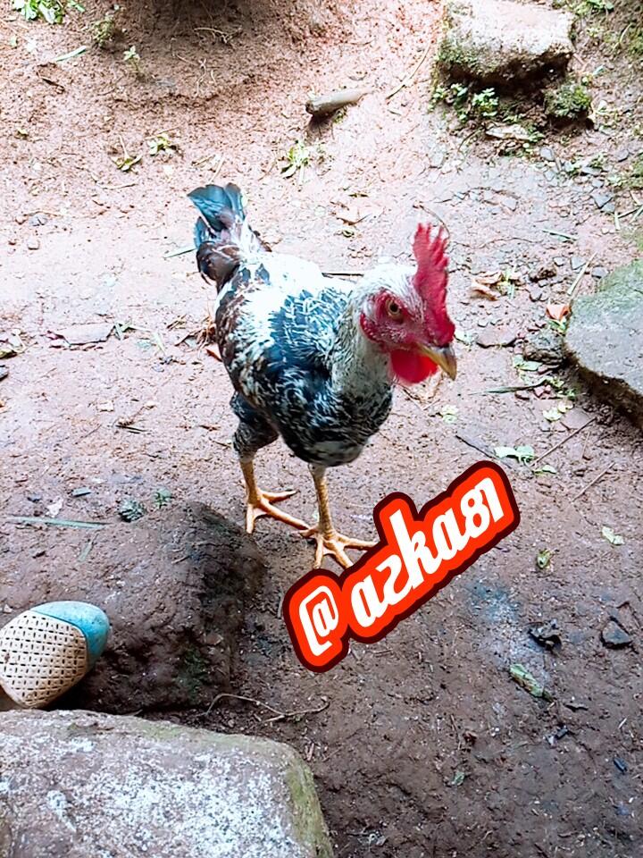 Si Time, Ayam Jago Pengingat Waktu! 