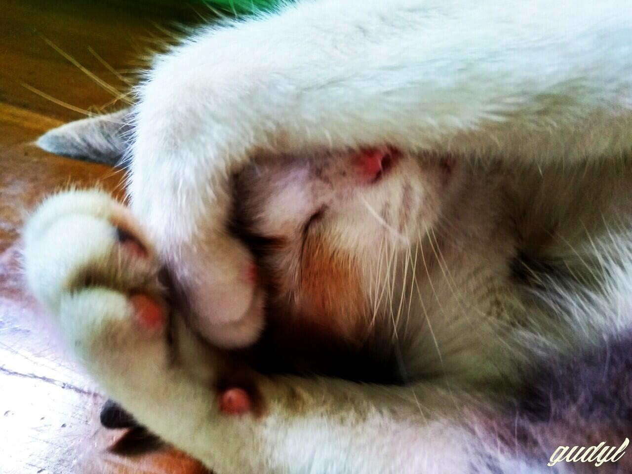 Chiren, Kucing yang Pernah Keguguran Sampe Patah Di Bagian Tulang Ekornya