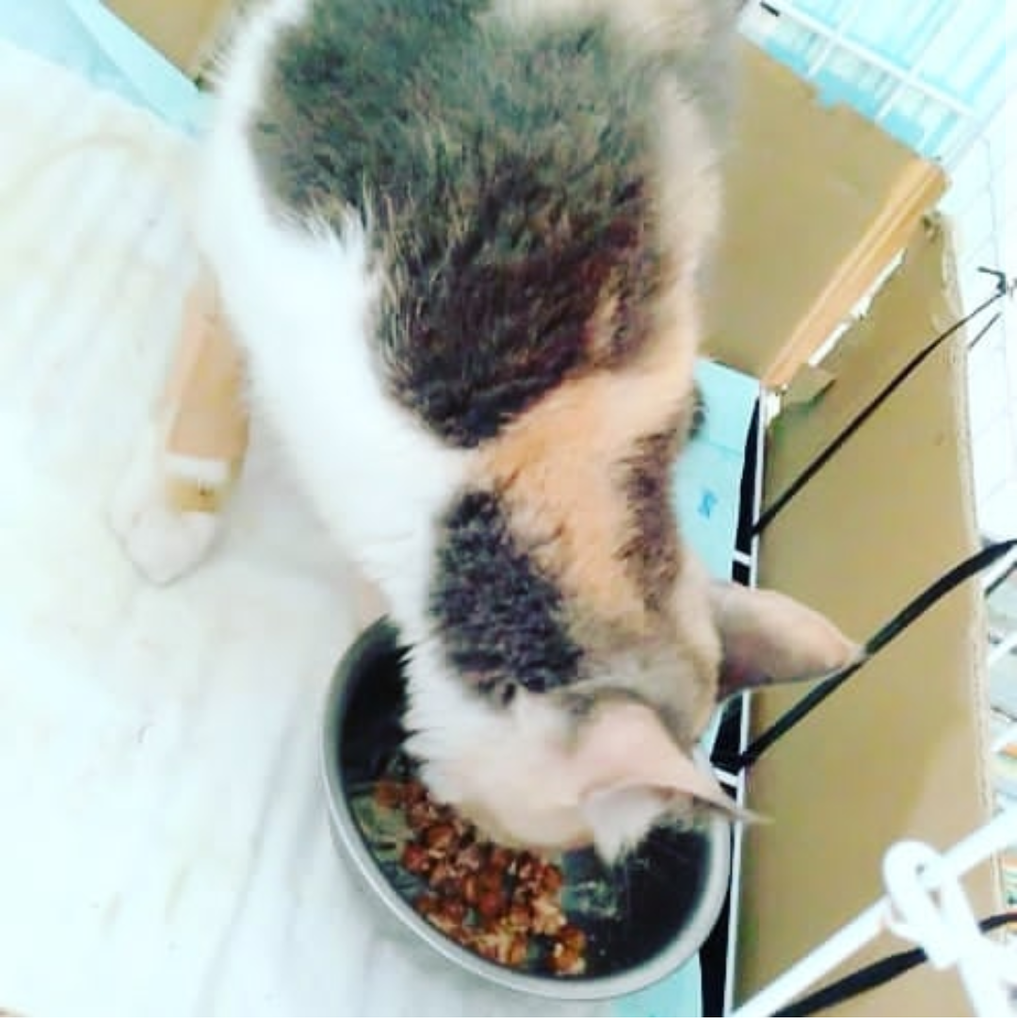 Chiren, Kucing yang Pernah Keguguran Sampe Patah Di Bagian Tulang Ekornya