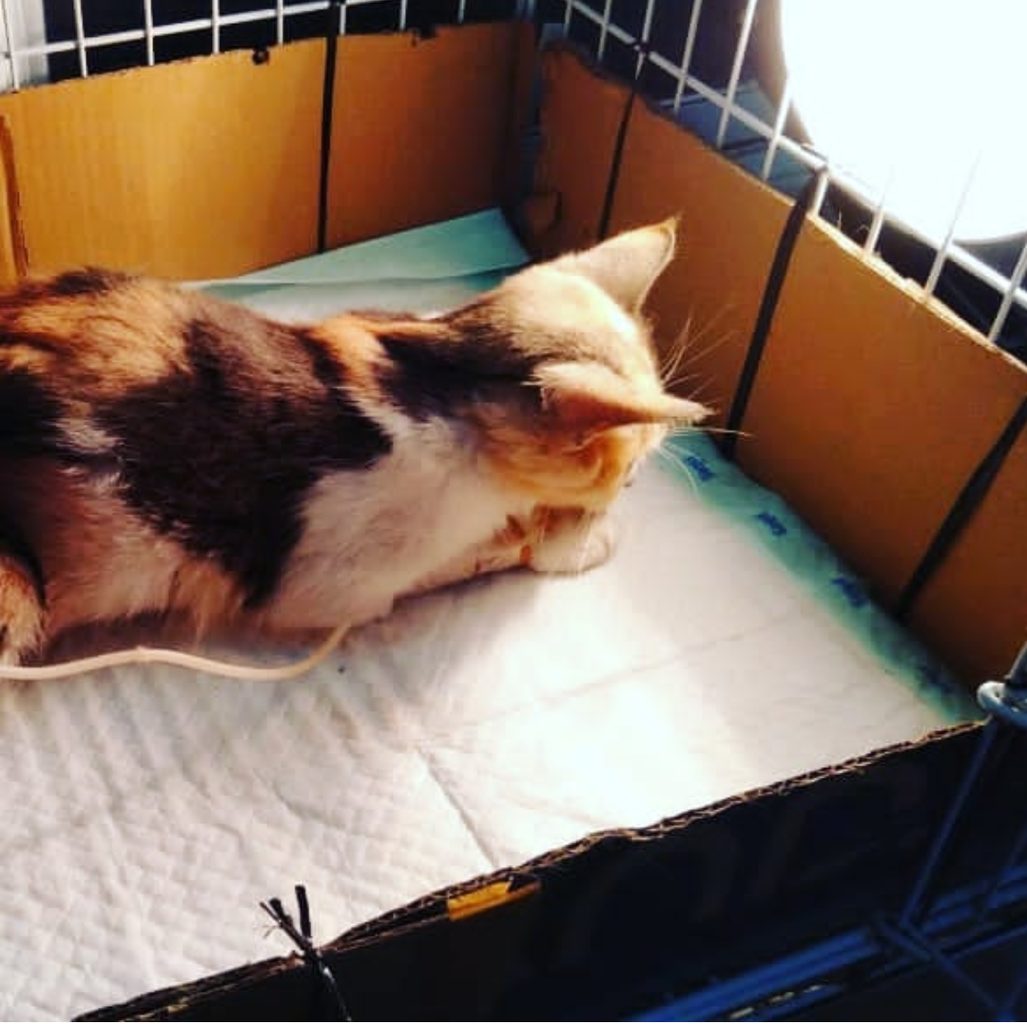 Chiren, Kucing yang Pernah Keguguran Sampe Patah Di Bagian Tulang Ekornya