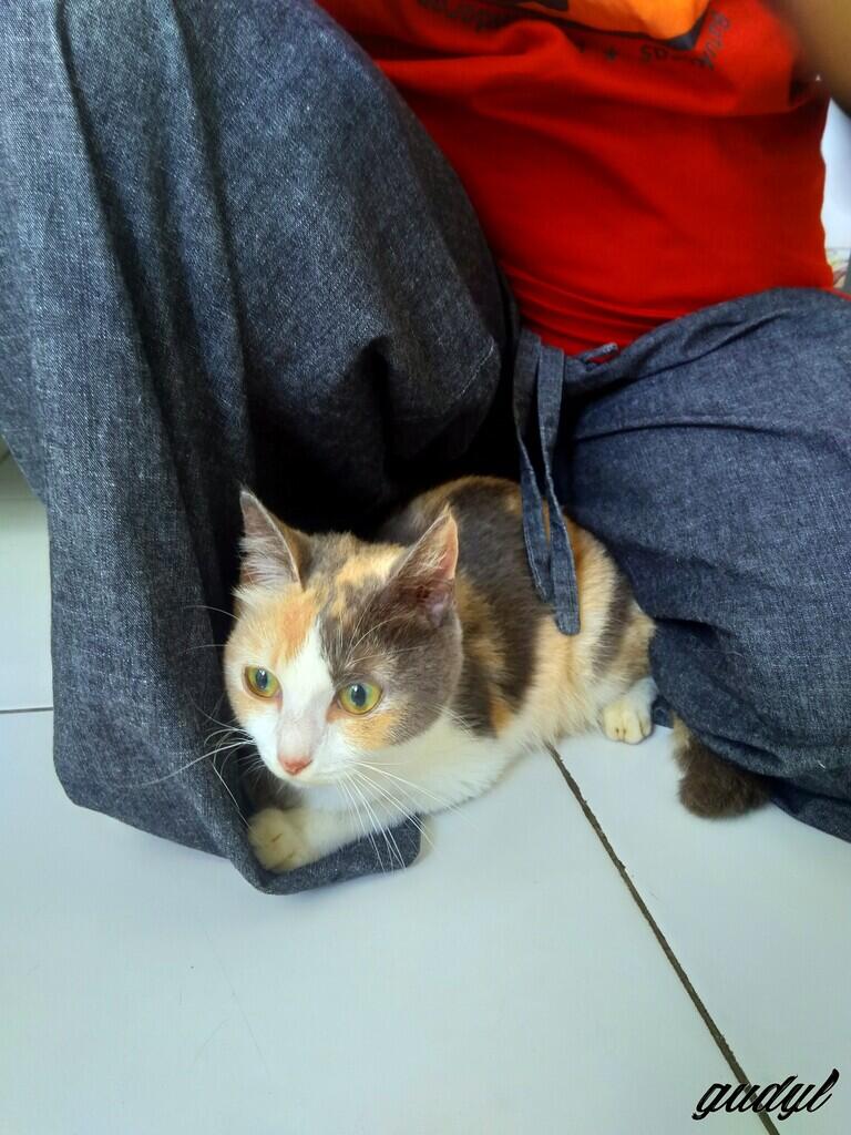 Chiren, Kucing yang Pernah Keguguran Sampe Patah Di Bagian Tulang Ekornya