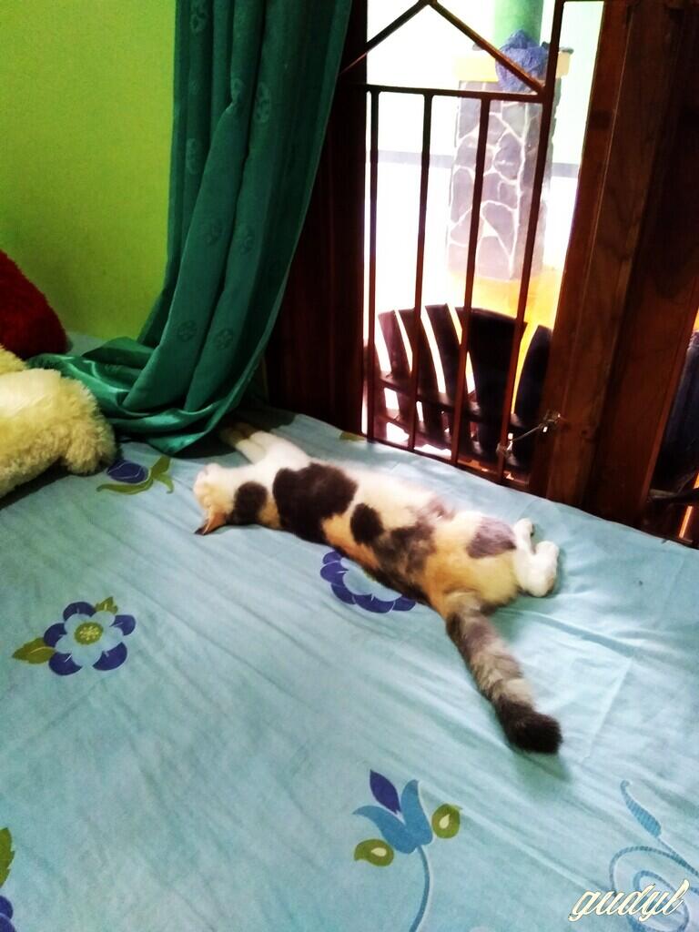 Chiren, Kucing yang Pernah Keguguran Sampe Patah Di Bagian Tulang Ekornya