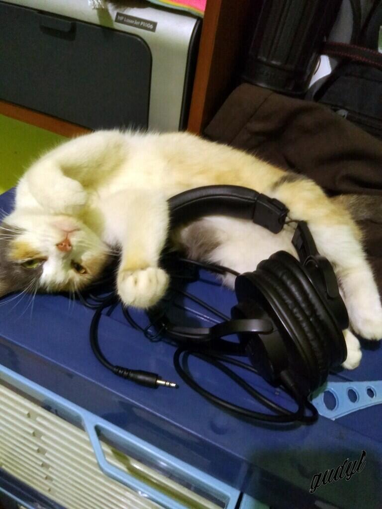 Chiren, Kucing yang Pernah Keguguran Sampe Patah Di Bagian Tulang Ekornya
