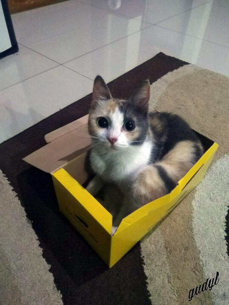 Chiren, Kucing yang Pernah Keguguran Sampe Patah Di Bagian Tulang Ekornya