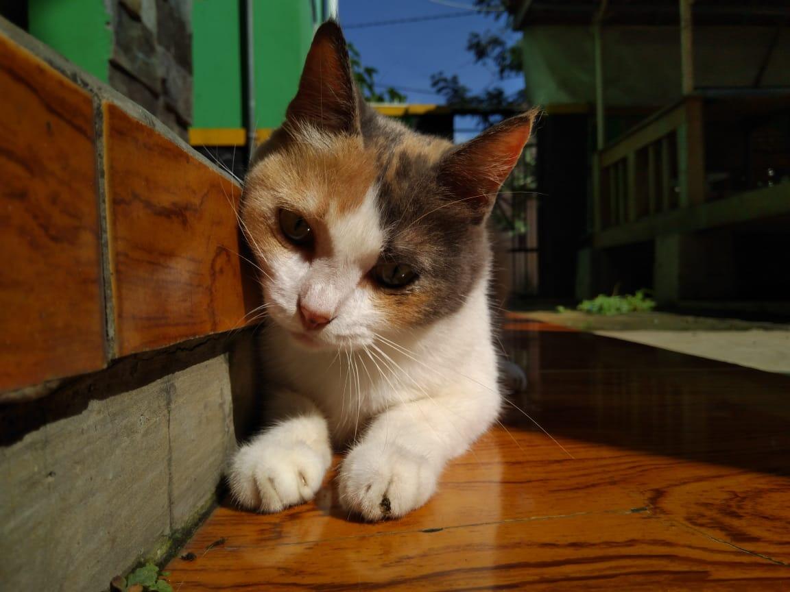 Chiren, Kucing yang Pernah Keguguran Sampe Patah Di Bagian Tulang Ekornya