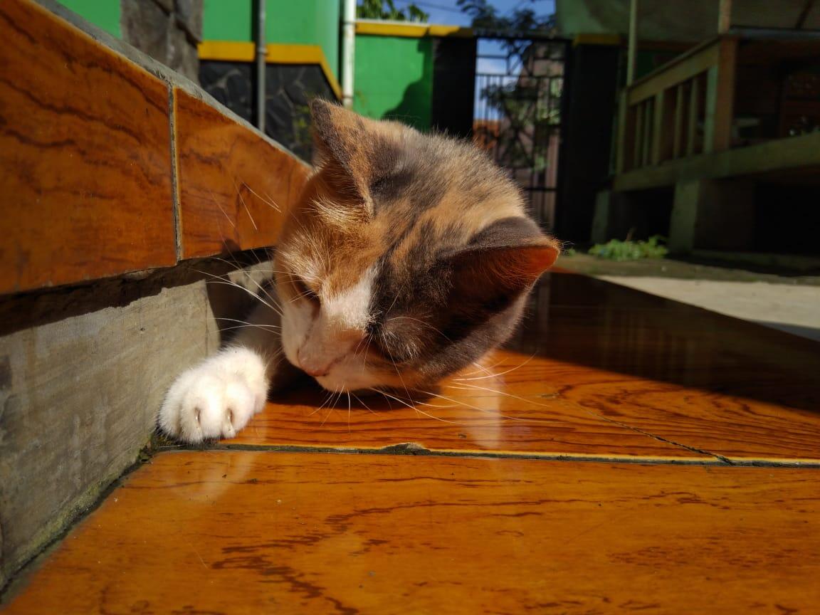 Chiren, Kucing yang Pernah Keguguran Sampe Patah Di Bagian Tulang Ekornya
