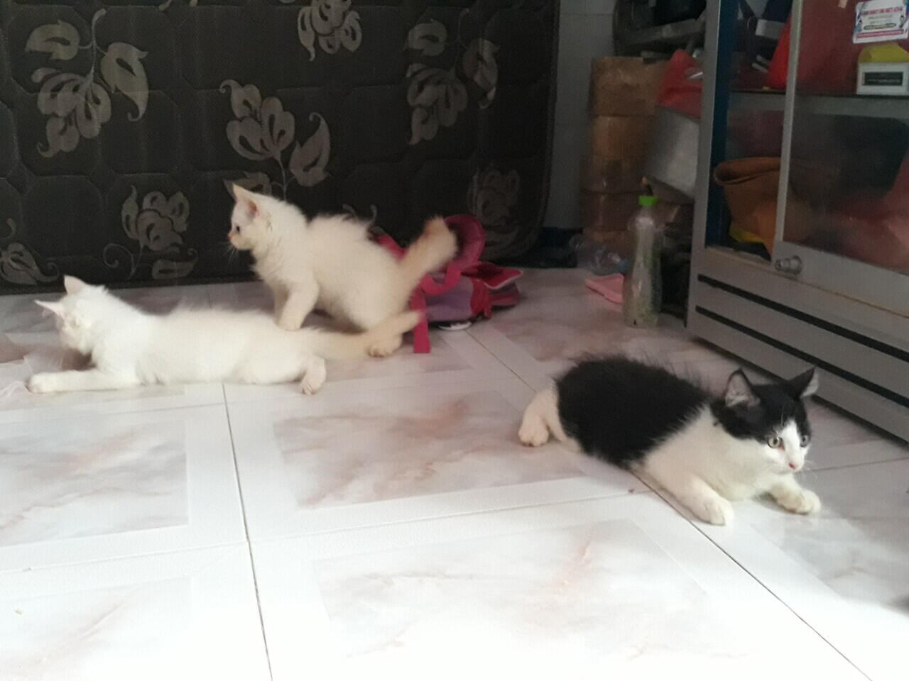 Muezza Kucing Kesayangan Ane Yang Lucu dan Penurut
