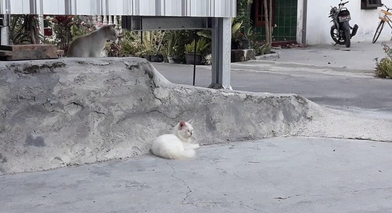 Muezza Kucing Kesayangan Ane Yang Lucu dan Penurut