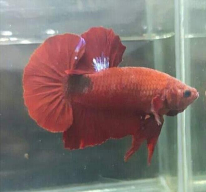 Pelihara Ikan Cupang Masih Menarik Ternyata Buat Ane