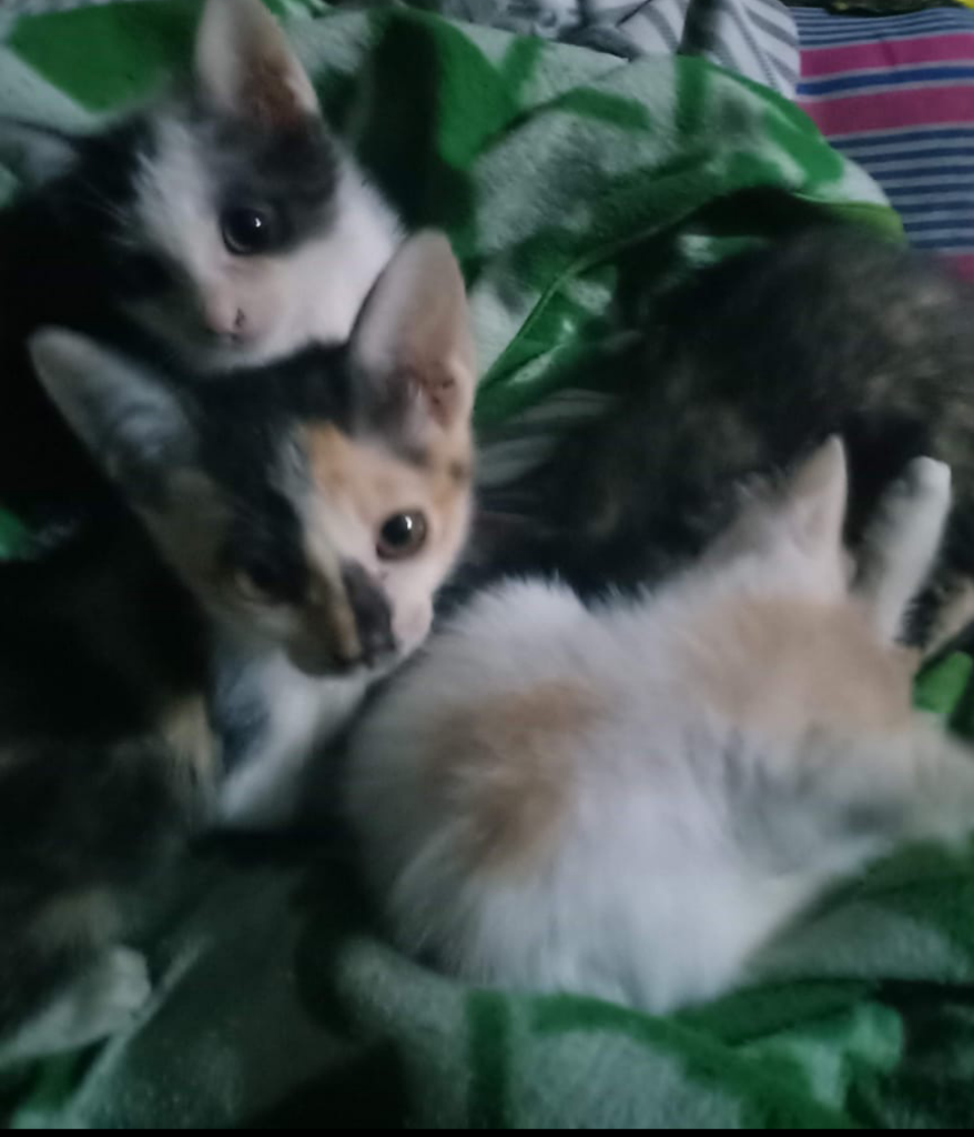 Luksi dan Lexy Empuss Kesayangan yang Jago Mijat 
