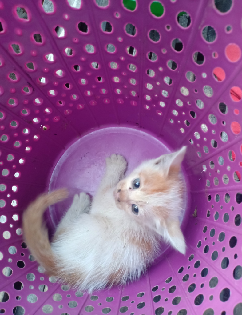 Luksi dan Lexy Empuss Kesayangan yang Jago Mijat 