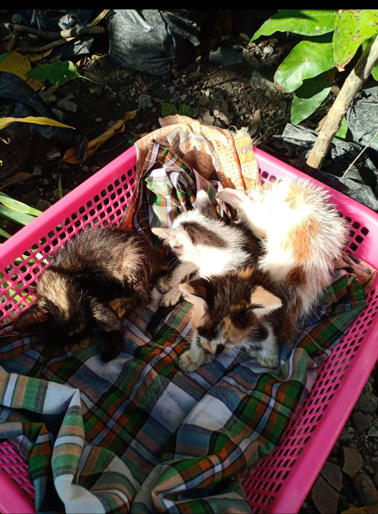 Luksi dan Lexy Empuss Kesayangan yang Jago Mijat 
