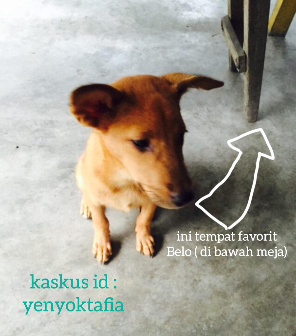 Belo Si Anjing Ramah