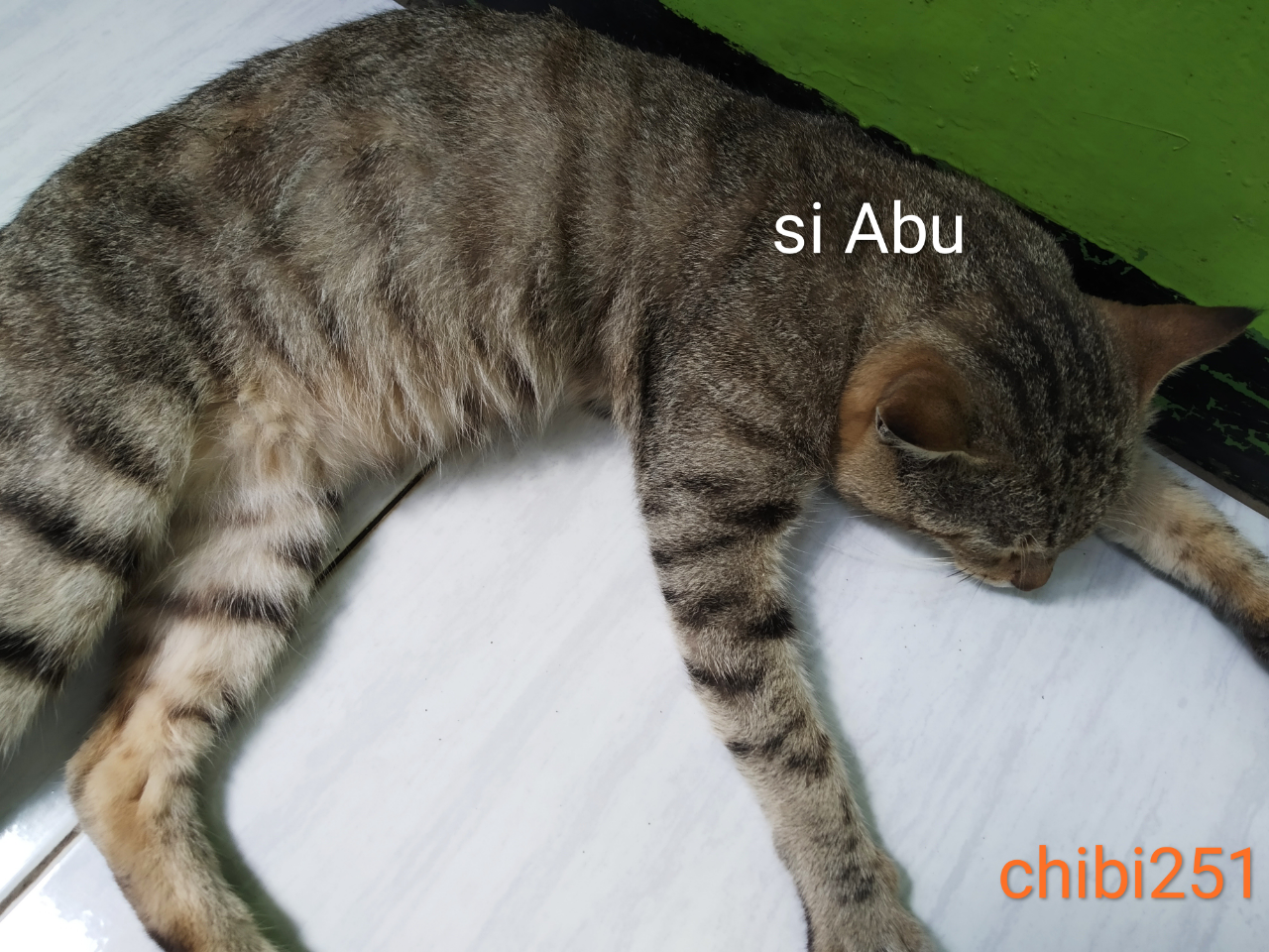 Kenalan Sama Kucing Ane Yang Bandel, Si Abu