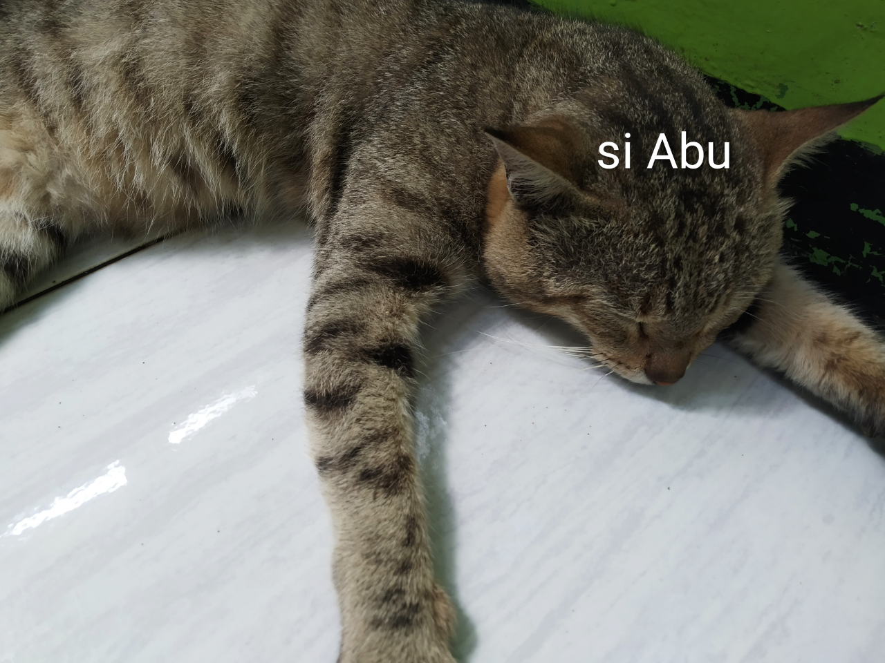 Kenalan Sama Kucing Ane Yang Bandel, Si Abu