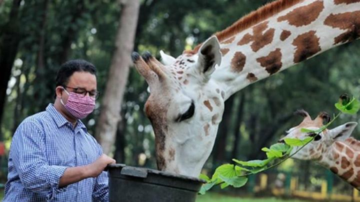 Anies Baswedan Inspeksi Ragunan yang Ditutup Sejak Wabah Covid-19