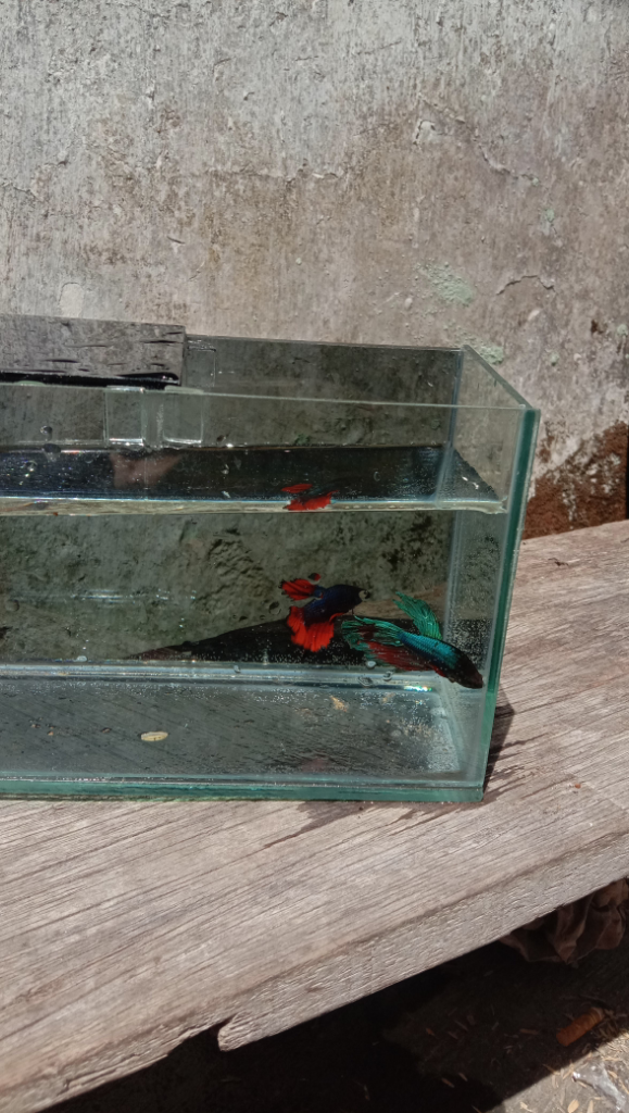 Mumpung Di Rumah, Lanjutin Hobi Pelihara Ikan Yang Suka Tertunda