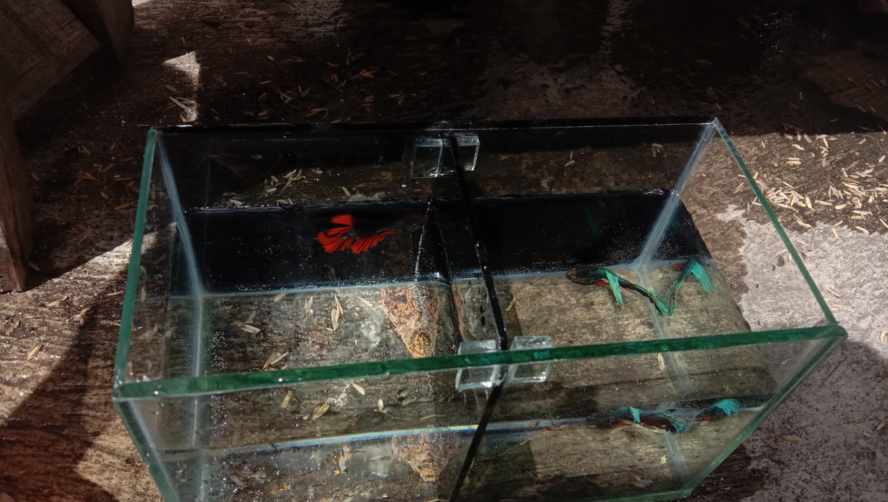 Mumpung Di Rumah, Lanjutin Hobi Pelihara Ikan Yang Suka Tertunda