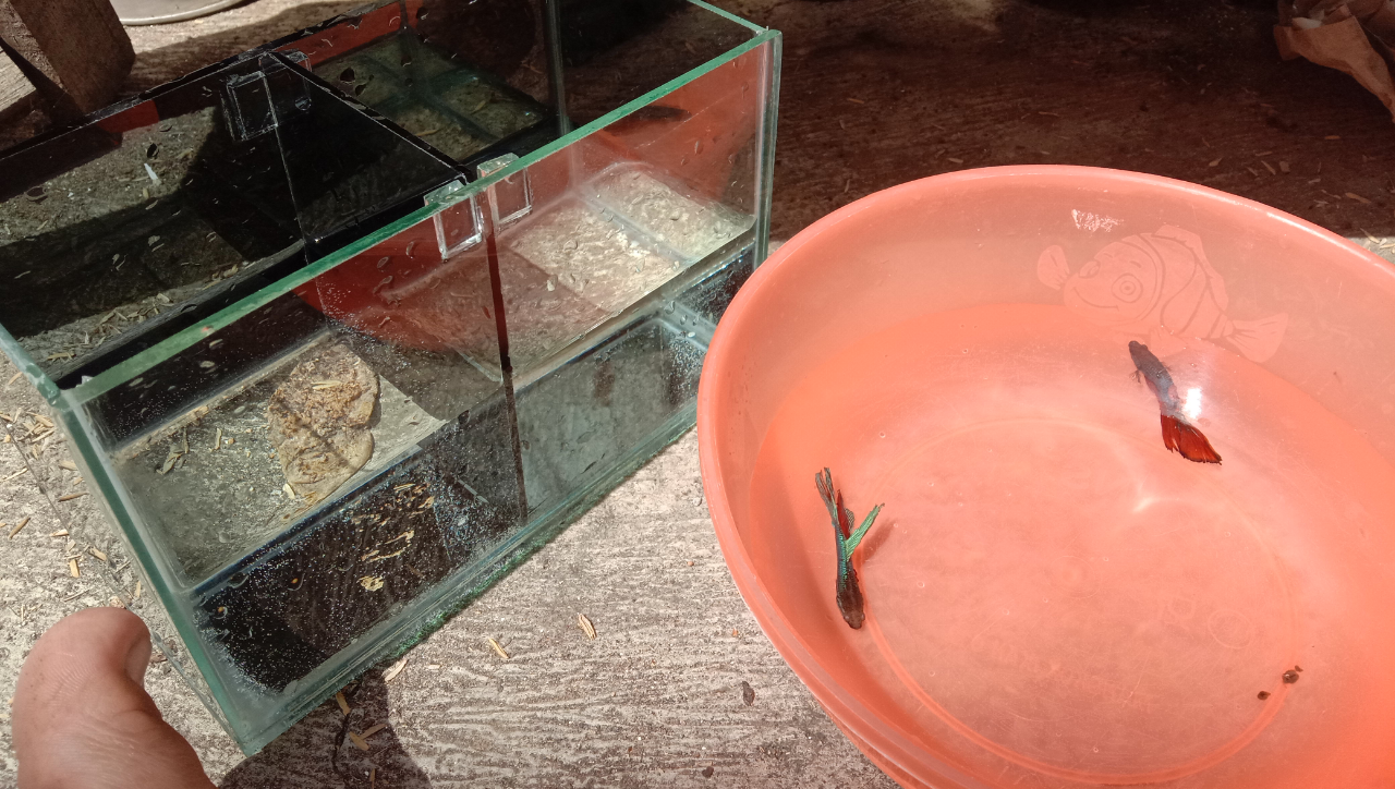 Mumpung Di Rumah, Lanjutin Hobi Pelihara Ikan Yang Suka Tertunda