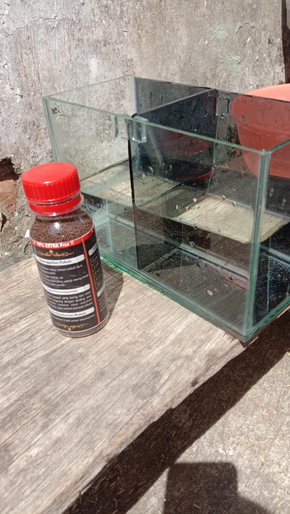 Mumpung Di Rumah, Lanjutin Hobi Pelihara Ikan Yang Suka Tertunda