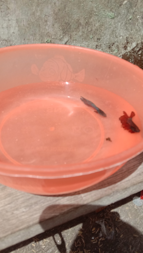 Mumpung Di Rumah, Lanjutin Hobi Pelihara Ikan Yang Suka Tertunda