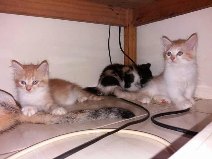 Isi Rebahanmu dengan Main Bersama Hewan Peliharaan, Yuk!