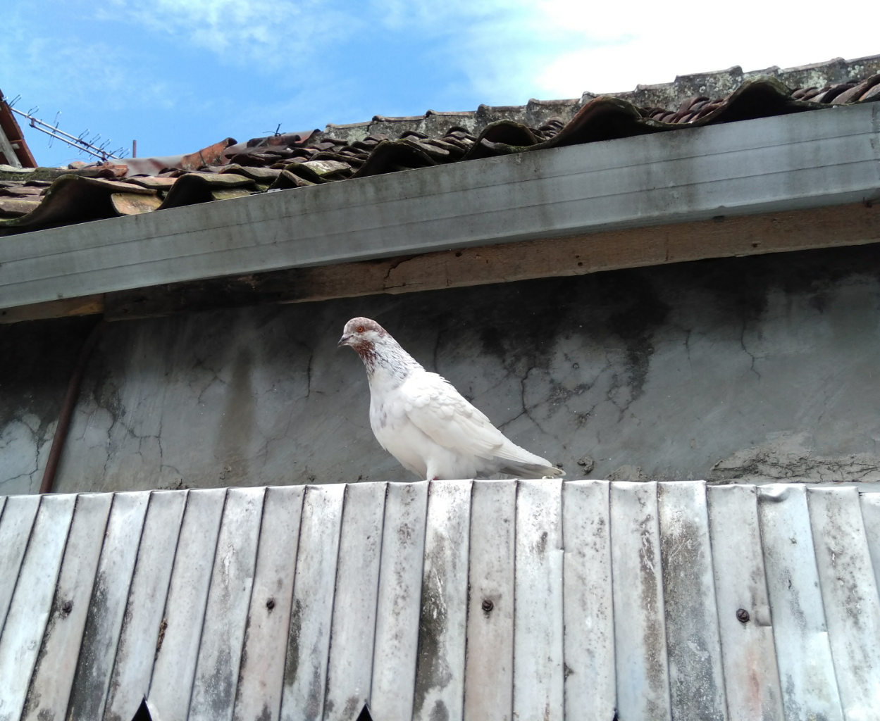 Boring Karena Social Distancing? Yuk, Intip Keseruan Bersama Snowy dkk!!!