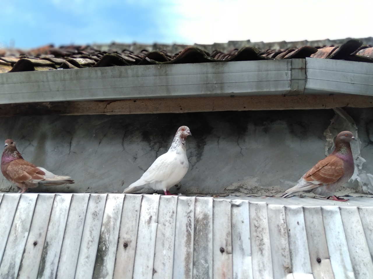 Boring Karena Social Distancing? Yuk, Intip Keseruan Bersama Snowy dkk!!!