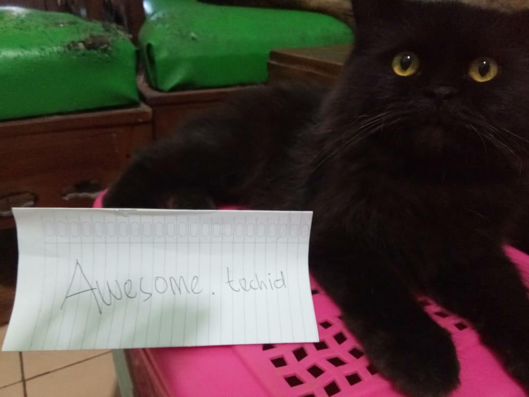 Pixy, Si Persia Berbulu Hitam Yang Terlahir Dari Ayah Dan Ibu Ras Persia