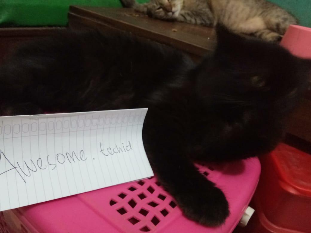 Pixy, Si Persia Berbulu Hitam Yang Terlahir Dari Ayah Dan Ibu Ras Persia