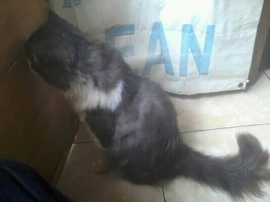 Melatih Rasa Empati Pada Anak Lewat Si Manis Berbulu Comel