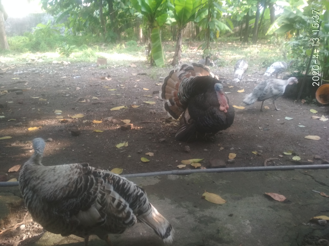 Hidup Berdampingan dengan Kalkun? Begini, Nih, Rasanya