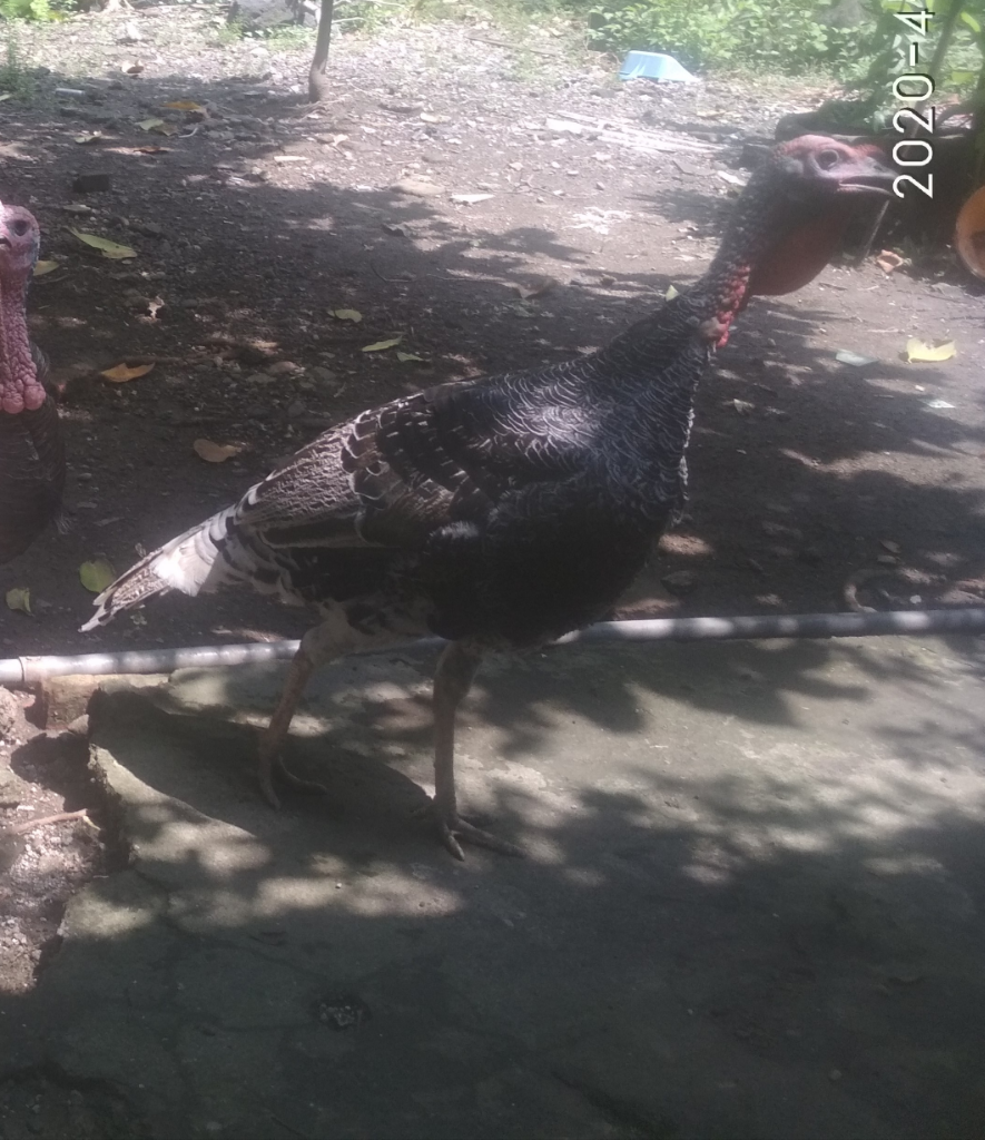 Hidup Berdampingan dengan Kalkun? Begini, Nih, Rasanya