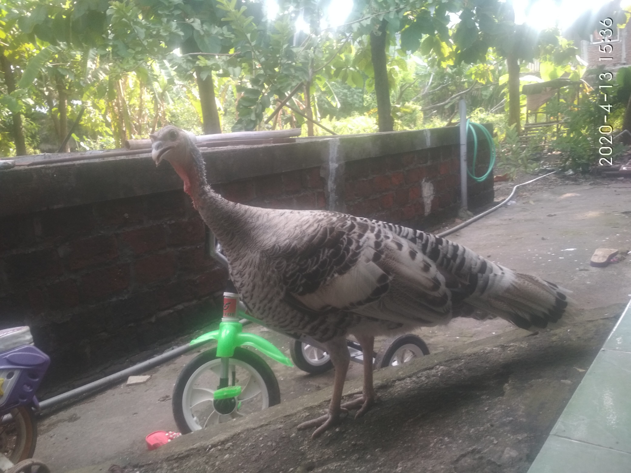 Hidup Berdampingan dengan Kalkun? Begini, Nih, Rasanya