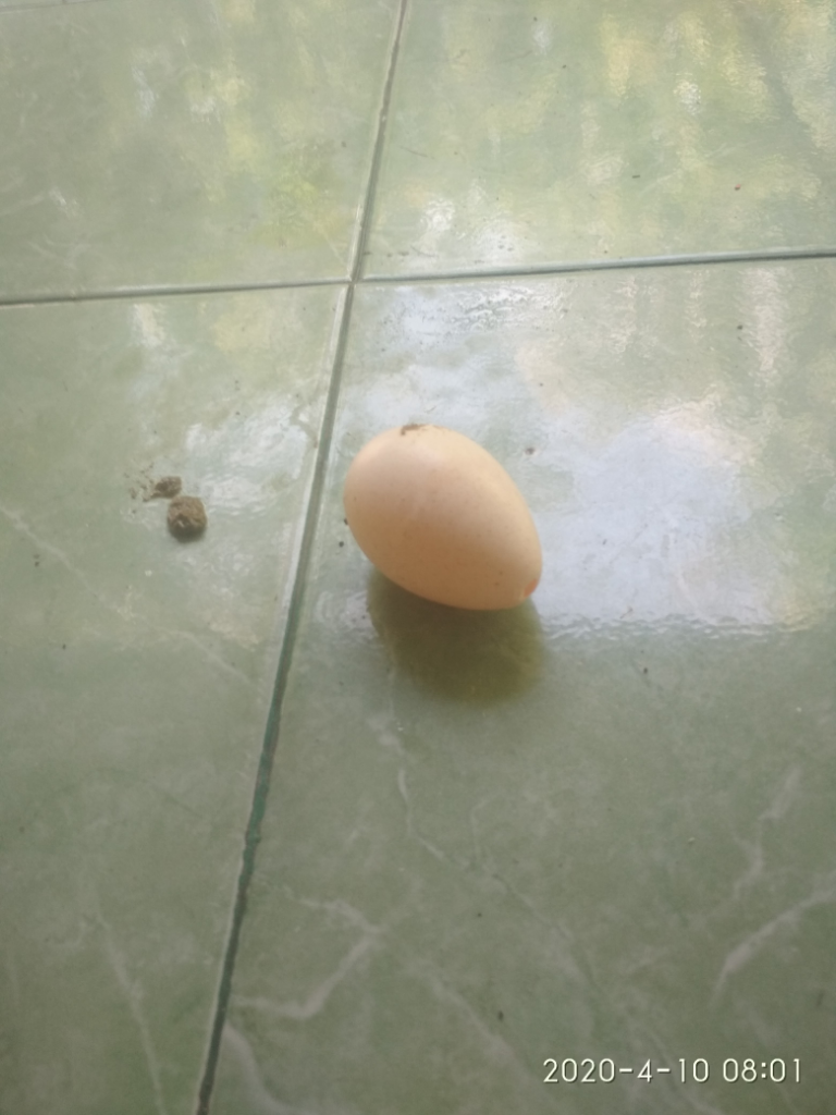 Hidup Berdampingan dengan Kalkun? Begini, Nih, Rasanya