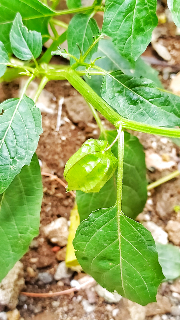 Pantas Saja Mahal, Ternyata Buah Ciplukan Punya Segudang Manfaat.