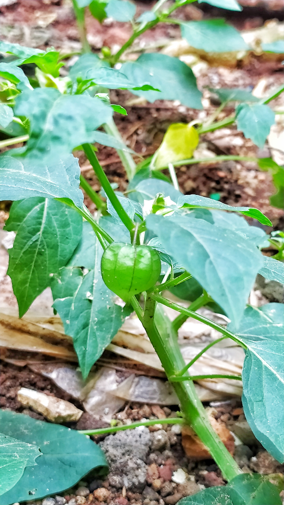 Pantas Saja Mahal, Ternyata Buah Ciplukan Punya Segudang Manfaat.