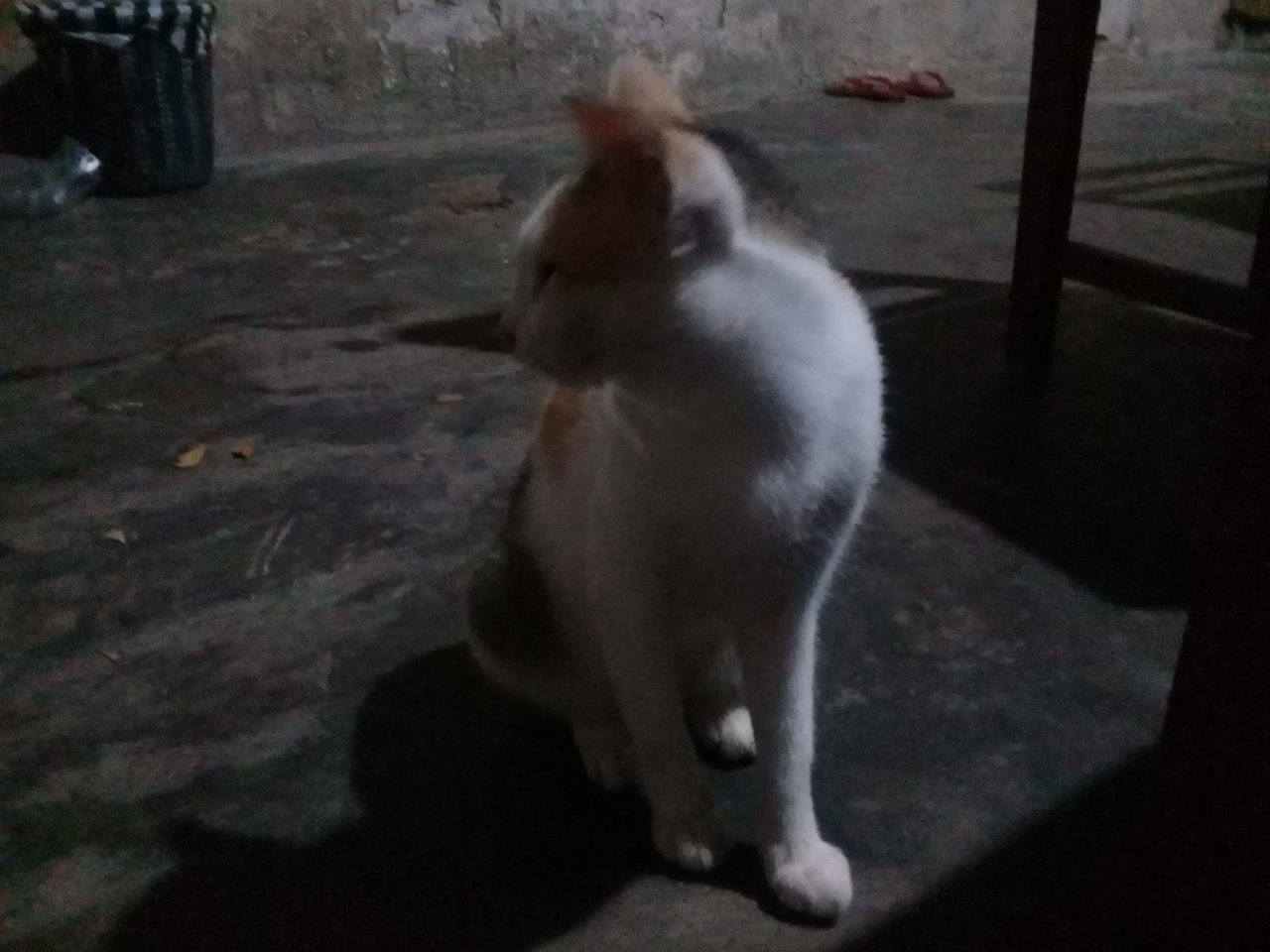 Mudahnya Pelihara Kucing, Hewan Kesayangan Rosulullah