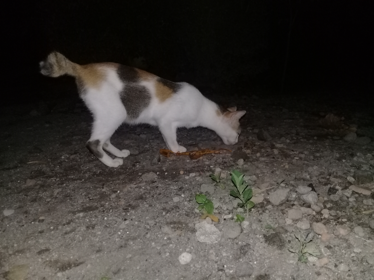 Mudahnya Pelihara Kucing, Hewan Kesayangan Rosulullah