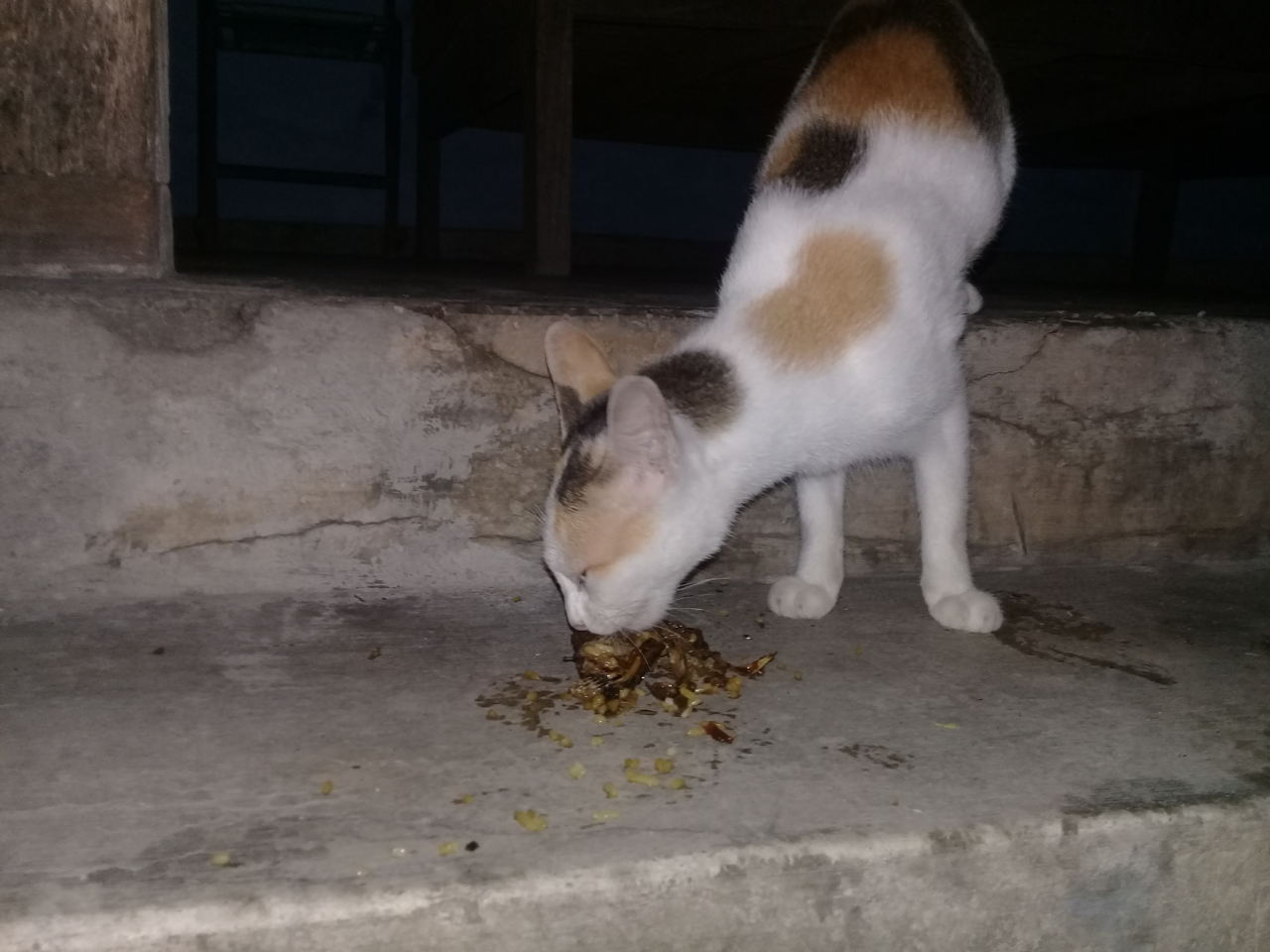 Mudahnya Pelihara Kucing, Hewan Kesayangan Rosulullah