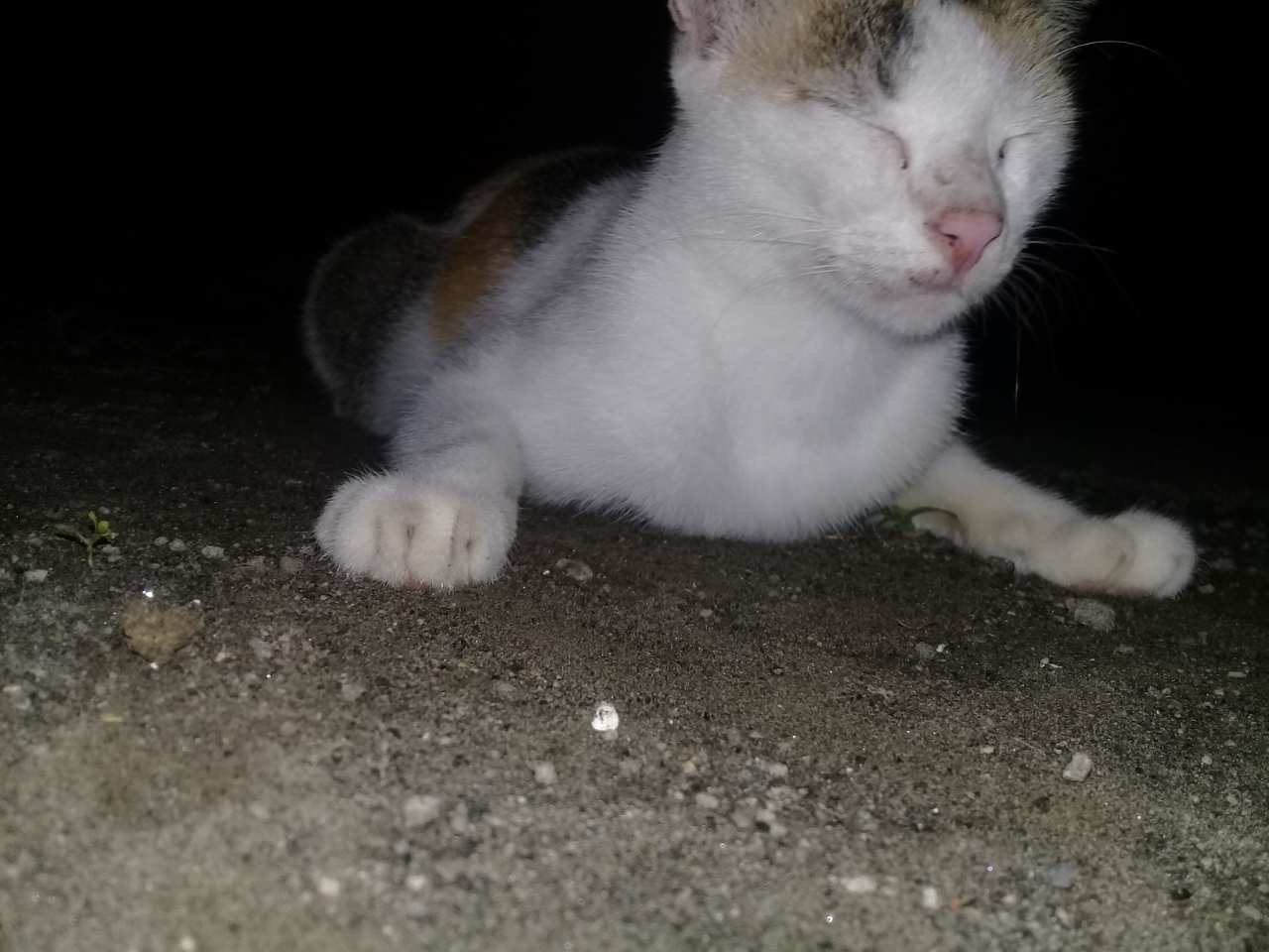 Mudahnya Pelihara Kucing, Hewan Kesayangan Rosulullah