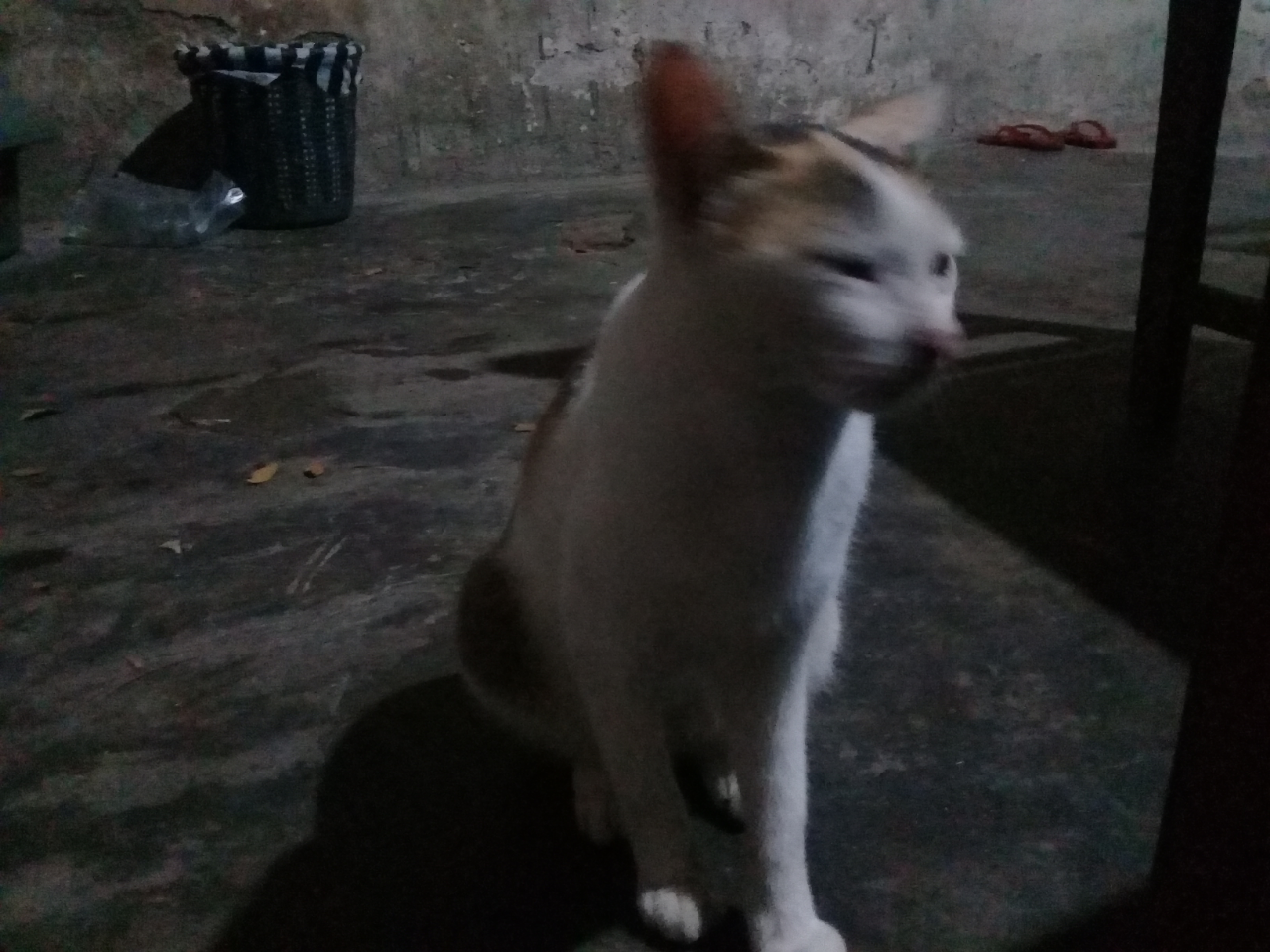 Mudahnya Pelihara Kucing, Hewan Kesayangan Rosulullah