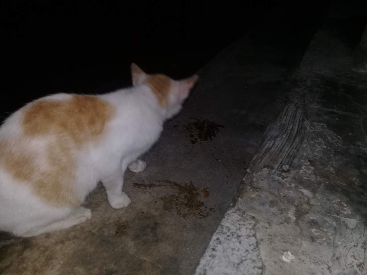 Mudahnya Pelihara Kucing, Hewan Kesayangan Rosulullah