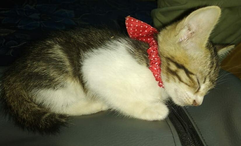 Coreng, Seekor Kucing yang Cuma Mau Makan Ikan Mateng